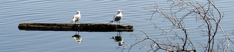 These Guys know the Promise of a May Morning bimage119276 keywords: lake,boat,animal.people,cabin