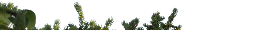 View from the Forest BMask16134 keywords: 