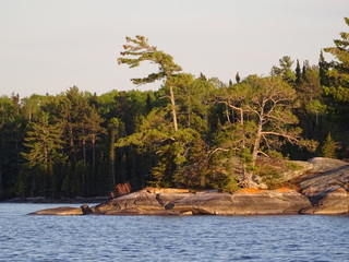 Wind-swept white pines holding fast to bedrock