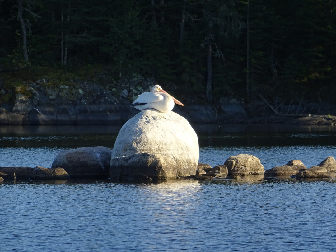 White pelican snoozing on a boulder sticking out of the lake